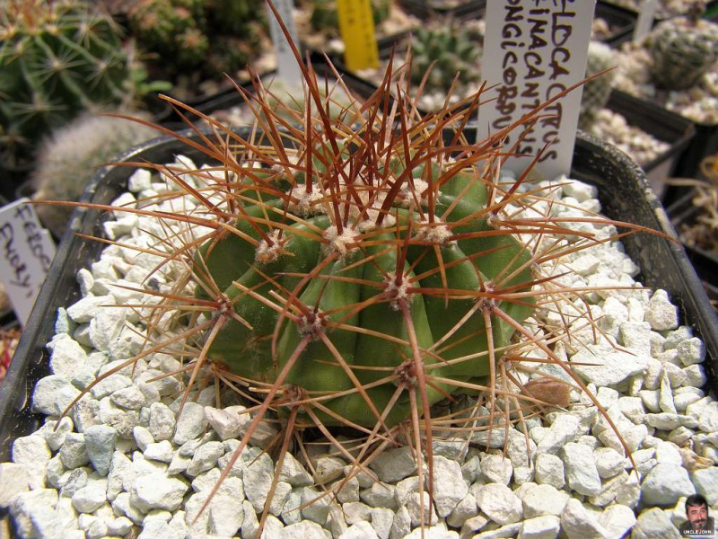 Файл:Melocactus ernestii ssp. longicarpus 2.jpg