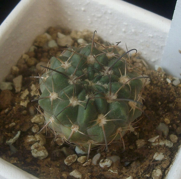 Файл:Neowerdermannia vorwerkii.jpg