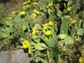 Opuntia humifusa 4.JPG