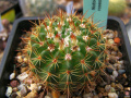 Parodia mammulosa