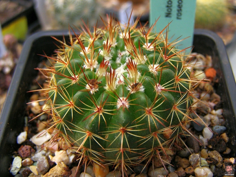 Файл:Parodia roseoluteus.jpg