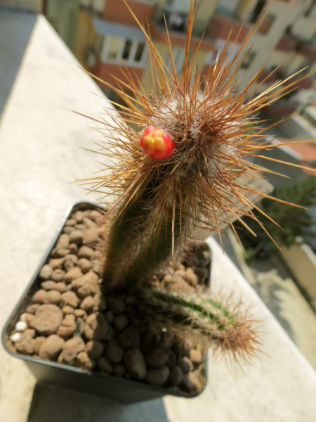 Файл:Pierrebraunia bahiensis 1.jpg