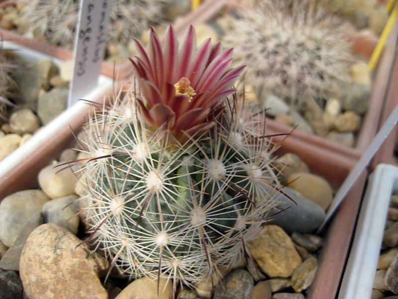 Файл:Sclerocactus unguispinus 2 var. durangensis.jpg