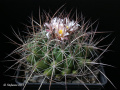Thelocactus conothelos ssp. garciae HO 1451
