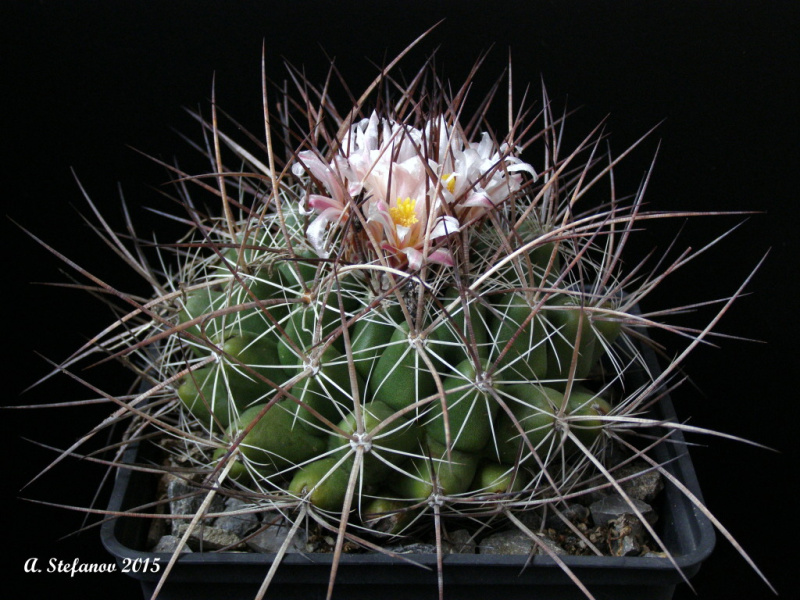 Файл:Thelocactus conothelos ssp. garciae 3.jpg