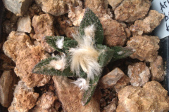 Ariocarpus bravoanus ssp. bravoanus.jpg