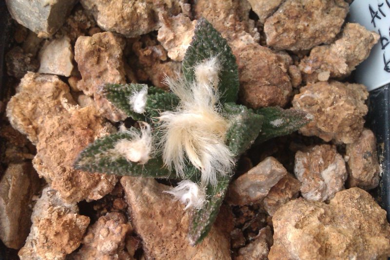 Файл:Ariocarpus bravoanus ssp. bravoanus.jpg