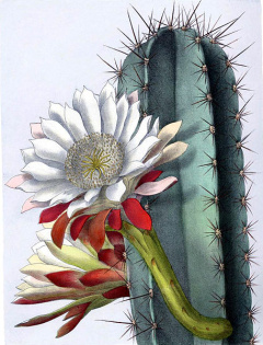 Cereus repandus.jpg