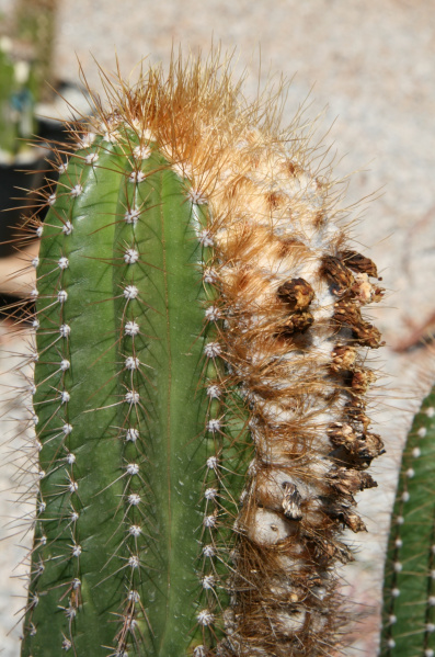 Файл:Coleocephalocereus fulminensis.jpg