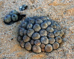 Copiapoa ahremephiana.jpg