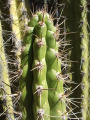 Corryocactus brevistylus