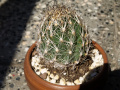 Coryphantha pseudonickelsiae 3.jpg