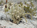 Cylindropuntia ganderi 6.JPG