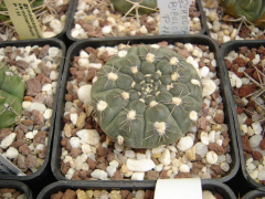 Gymnocalycium berchtii STO 526.jpg