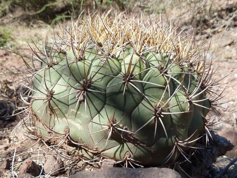 Файл:Gymnocalycium pflanzii ssp. argentinense 1.JPG