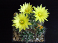 Mammillaria baumii 2.JPG