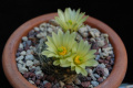 Mammillaria heidiae 177.jpg