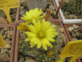 Mammillaria sphaerica 3.jpg