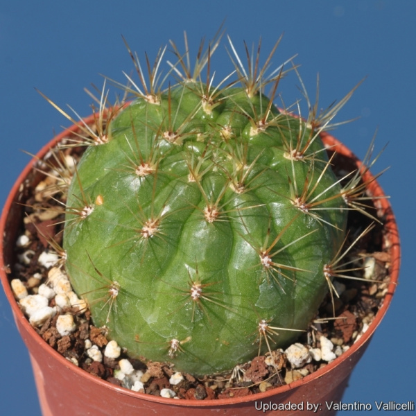 Файл:Matucana aurantiaca ssp. currundayensis 63.jpg