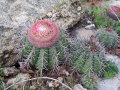Melocactus bahiensis ssp. amethystinus