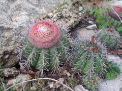 Melocactus bahiensis ssp. amethystinus.JPG
