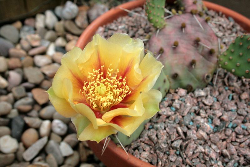 Файл:Opuntia macrorhiza 5.jpg
