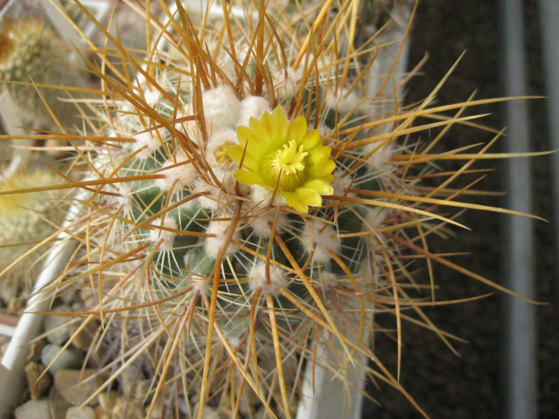 Файл:Parodia commutans.jpg