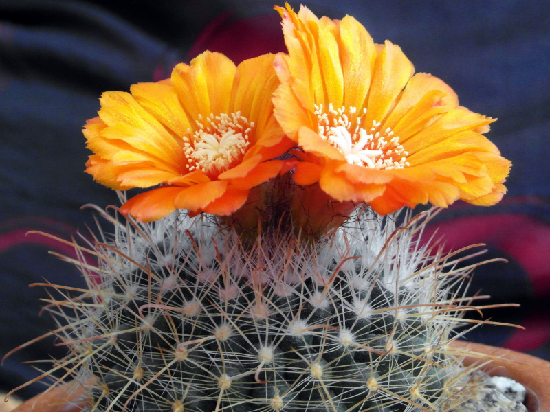 Файл:Parodia microsperma ssp. microsperma 3.JPG