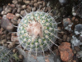 Parodia neohorstii 5.JPG
