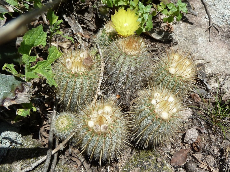 Файл:Parodia scopa ssp. neobuenekeri 1h.JPG