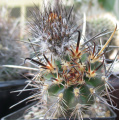 Austrocactus bertinii 2.jpg
