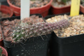 Austrocactus bertinii
