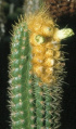 Coleocephalocereus braunii