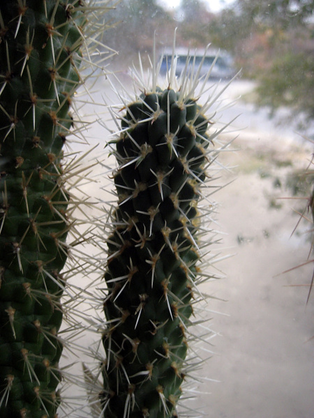 Файл:Cylindropuntia bigelovii.jpg