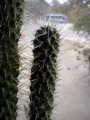 Cylindropuntia bigelovii