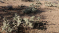 Cylindropuntia whipplei 46.JPG