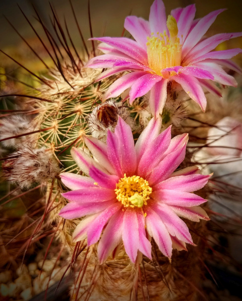 Файл:Echinocereus adustus ssp. adustus1.jpg