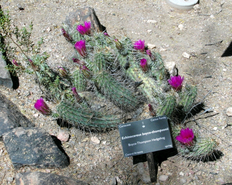 Файл:Echinocereus fasciculatus ssp. boyce-thompsonii 1.JPG
