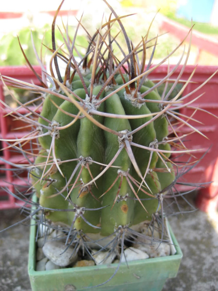 Файл:Echinopsis leucantha 7.jpg