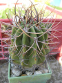 Echinopsis leucantha 7.jpg
