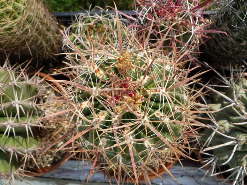 Файл:Ferocactus fordii.jpg