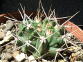 Gymnocalycium hossei