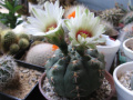 Gymnocalycium quehlianum 3.jpg