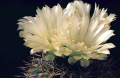 Gymnocalycium reductum ssp. reductum