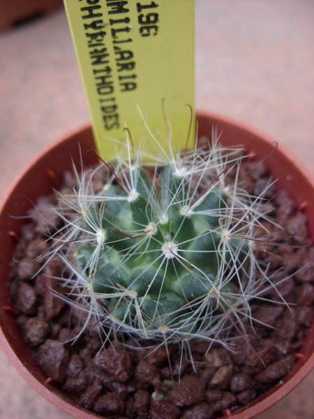 Файл:Mammillaria zephyranthoides Lau 1196.jpg