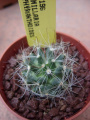 Mammillaria zephyranthoides Lau 1196.jpg