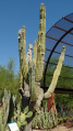 Pachycereus pringlei