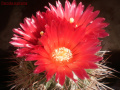 Parodia maassii 1.jpg