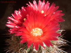 Parodia maassii 1.jpg