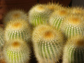 Parodia scopa ssp. succinea 03.jpg